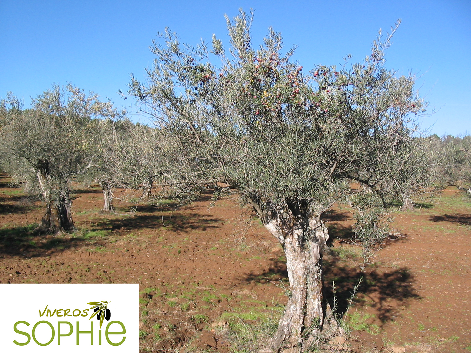 Variedad de olivo MANZANILLA CACEREÑA